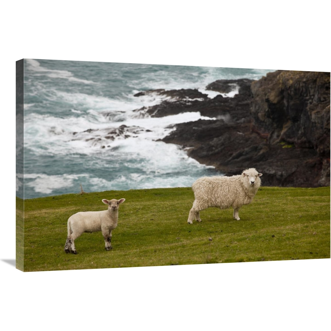 Domestic Sheep and lamb near cliff edge, Stony Bay, Banks Peninsula, Canterbury, New Zealand-Canvas Art-36&quotx24"