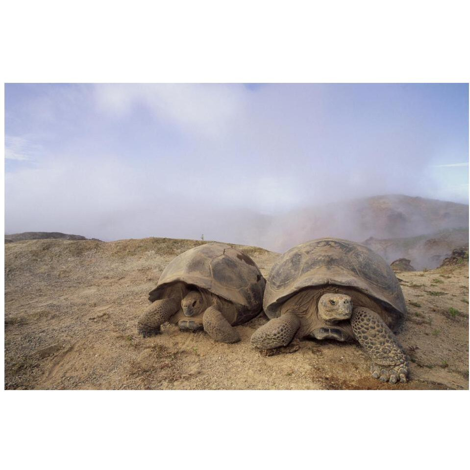 Galapagos Giant Tortoises near steaming fumaroles, Alcedo Volcano, Galapagos-Paper Art-20&quotx14"