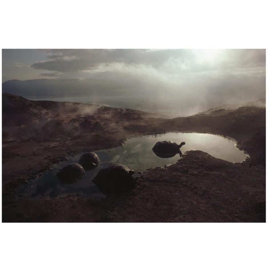 Galapagos Giant Tortoise wallowing in pool at sunrise, Alcedo Volcano, Galapagos-Paper Art-26&quotx18"