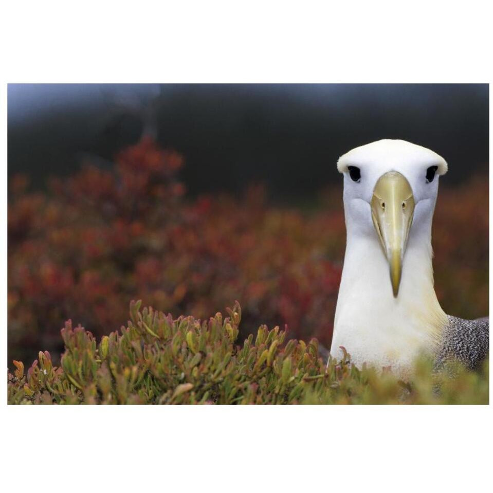 Waved Albatross portrait, Galapagos Islands, Ecuador-Paper Art-32&quotx22"