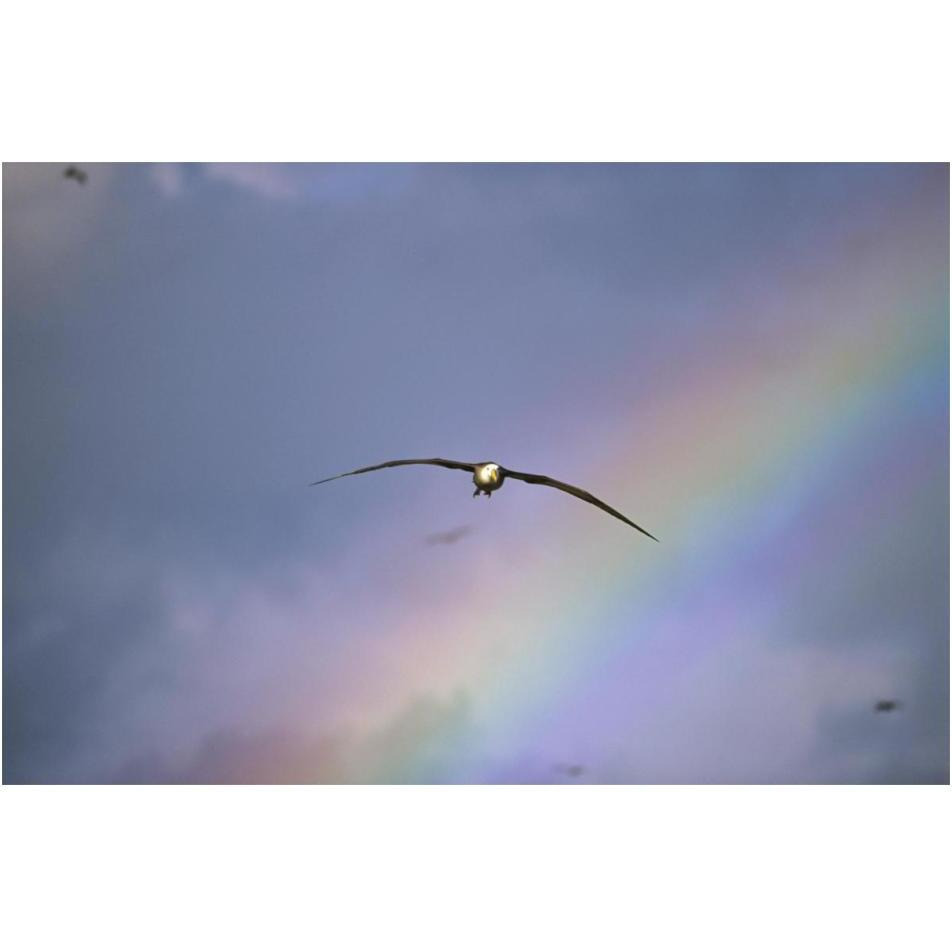 Waved Albatross soaring through rainbow, Galapagos Islands, Ecuador-Paper Art-20&quotx14"