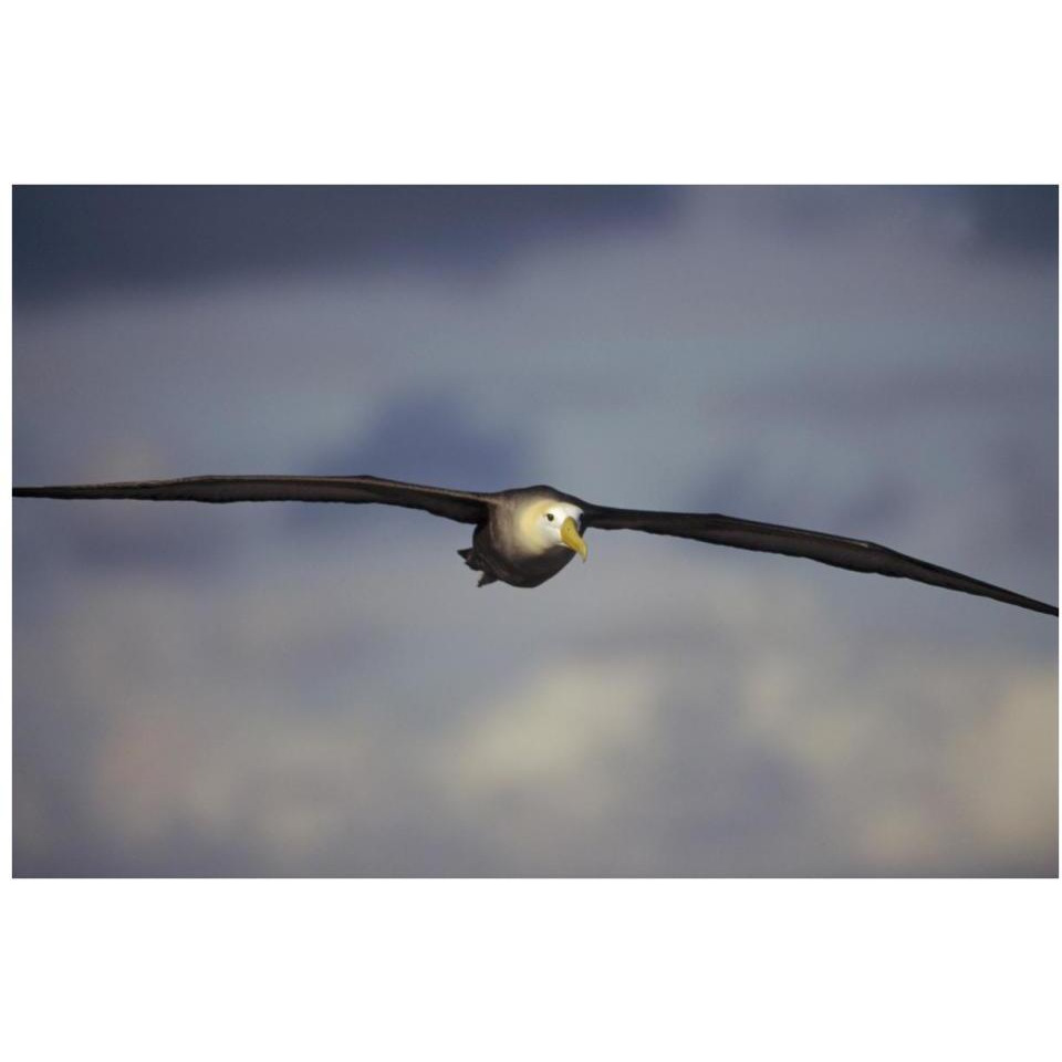 Waved Albatross flying, Galapagos Islands, Ecuador-Paper Art-38&quotx26"