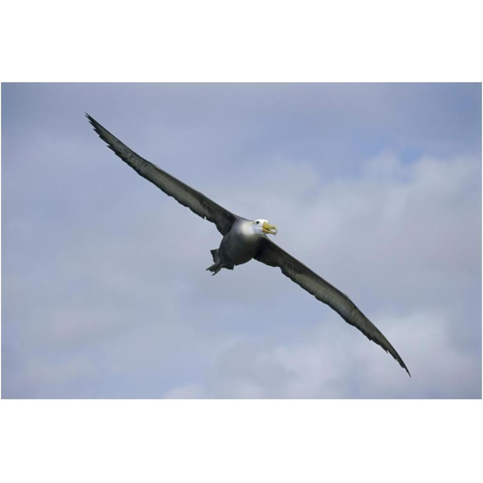 Waved Albatross flying, Galapagos Islands, Ecuador-Paper Art-20&quotx14"