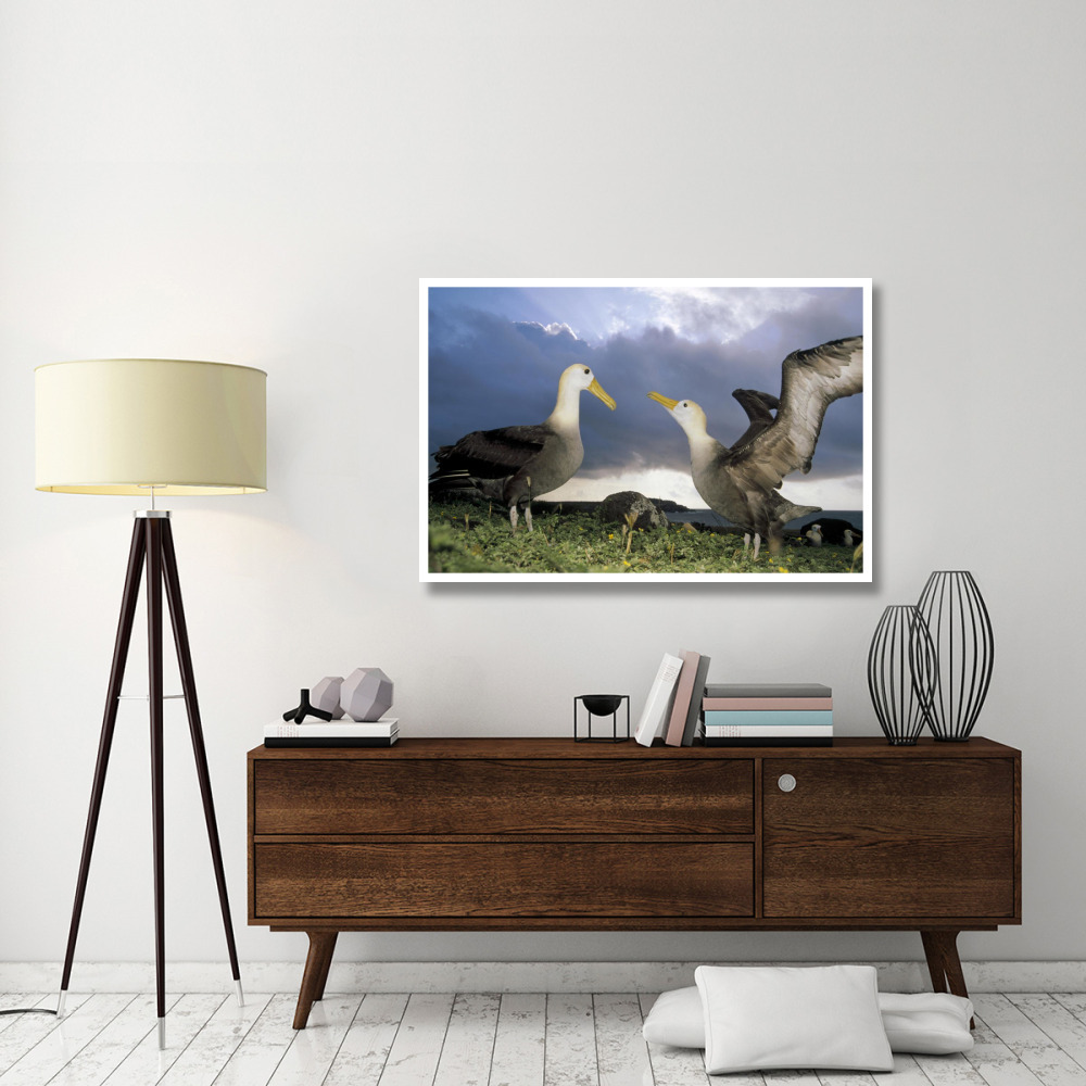 Waved Albatross courtship dance, Galapagos Islands, Ecuador-Paper Art-50&quotx34"