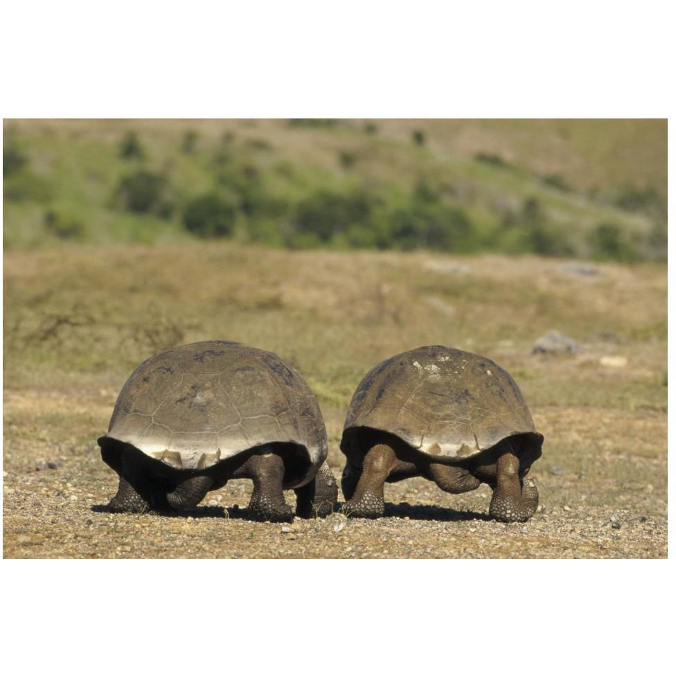 Galapagos Giant Tortoises departing, Alcedo Volcano, Galapagos Islands-Paper Art-50&quotx34"