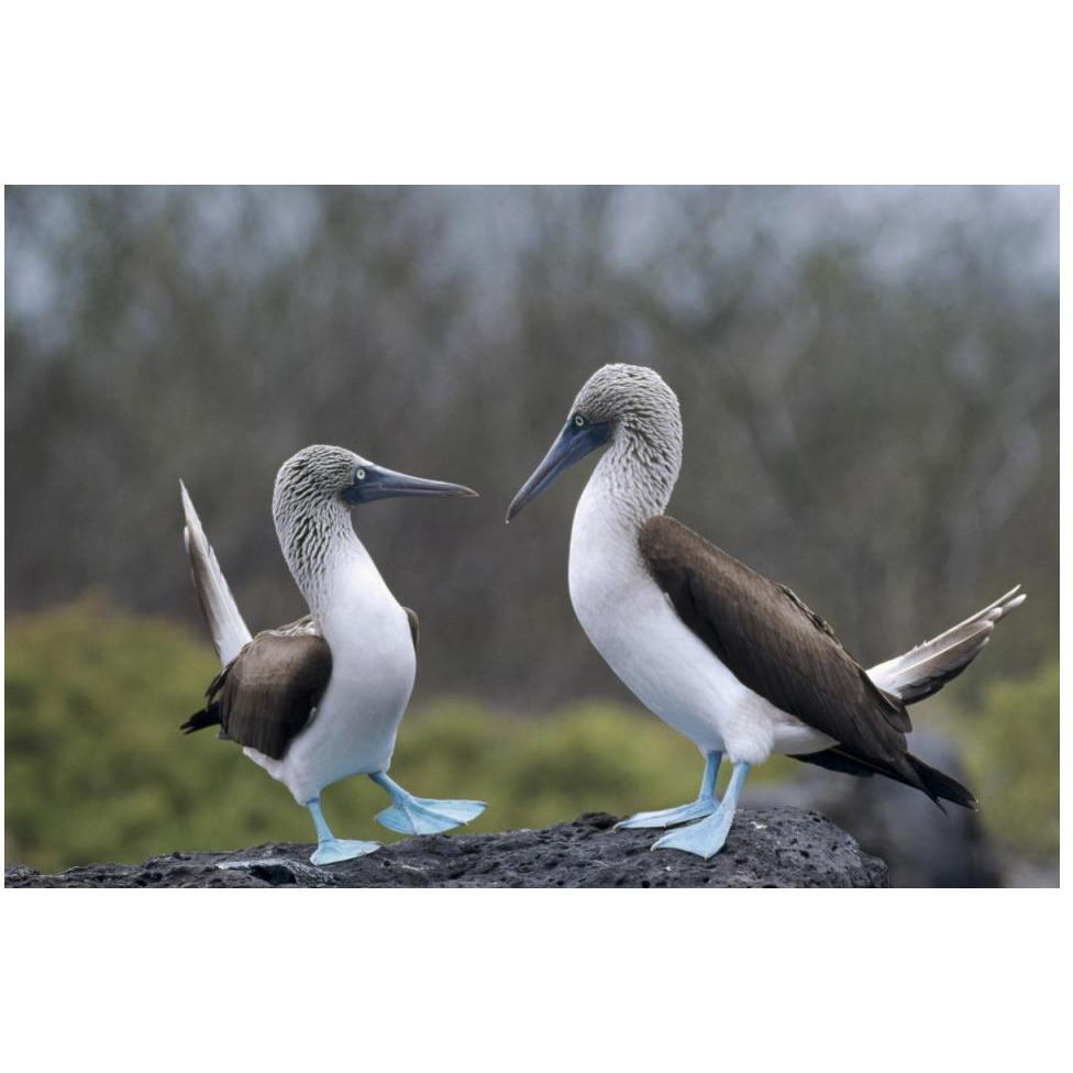 Blue-footed Booby pair in courtship dance, Galapagos Islands, Ecuador-Paper Art-50&quotx34"