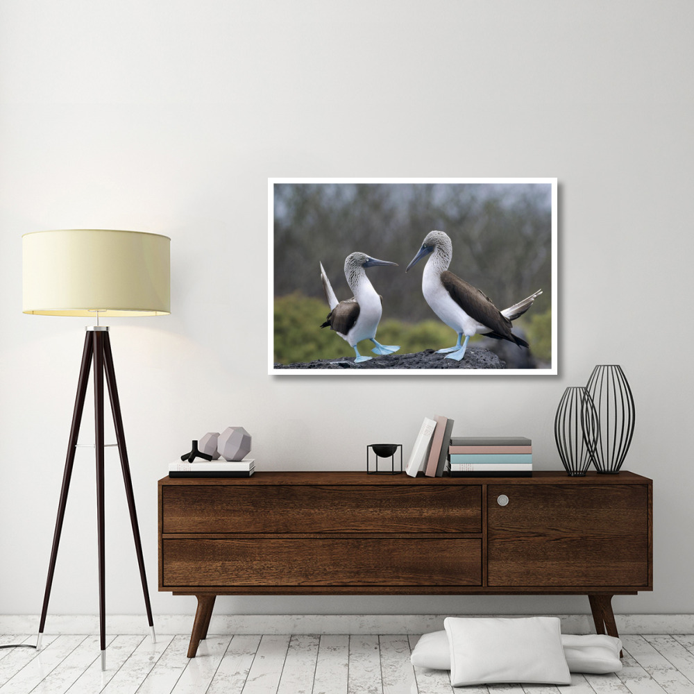 Blue-footed Booby pair in courtship dance, Galapagos Islands, Ecuador-Paper Art-50&quotx34"