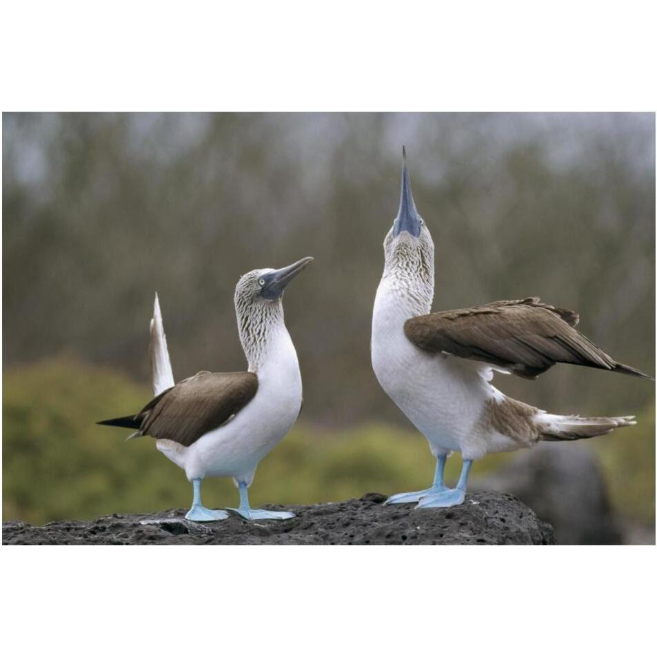 Blue-footed Booby pair in courtship dance, Galapagos Islands, Ecuador-Paper Art-20&quotx14"