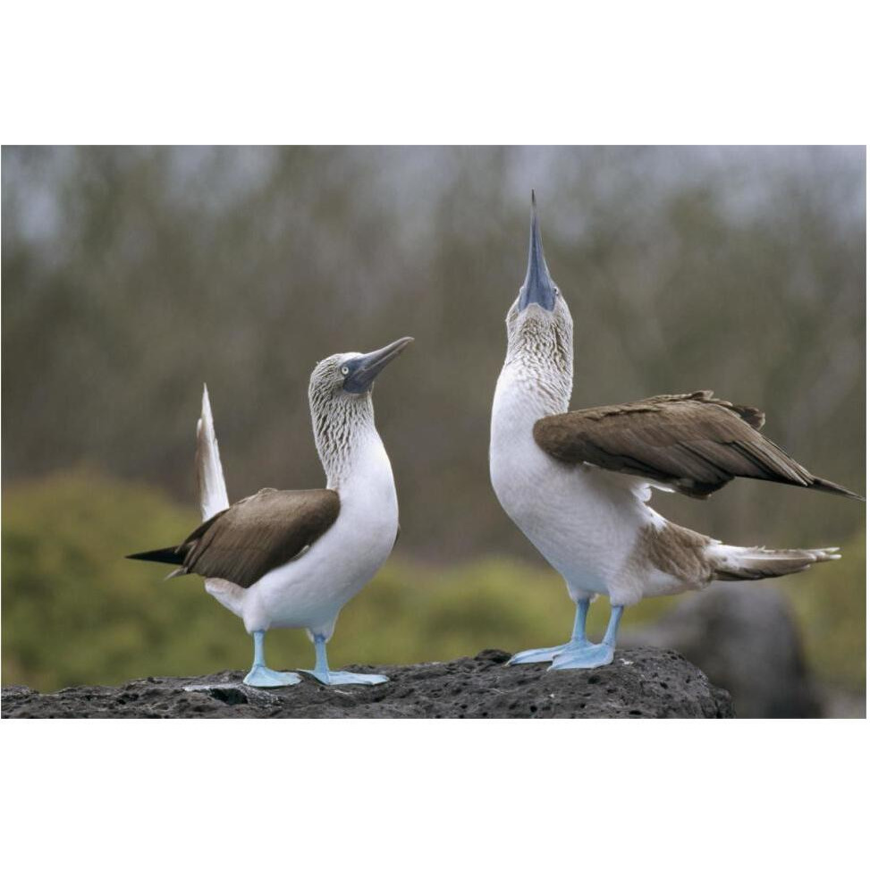 Blue-footed Booby pair in courtship dance, Galapagos Islands, Ecuador-Paper Art-62&quotx42"