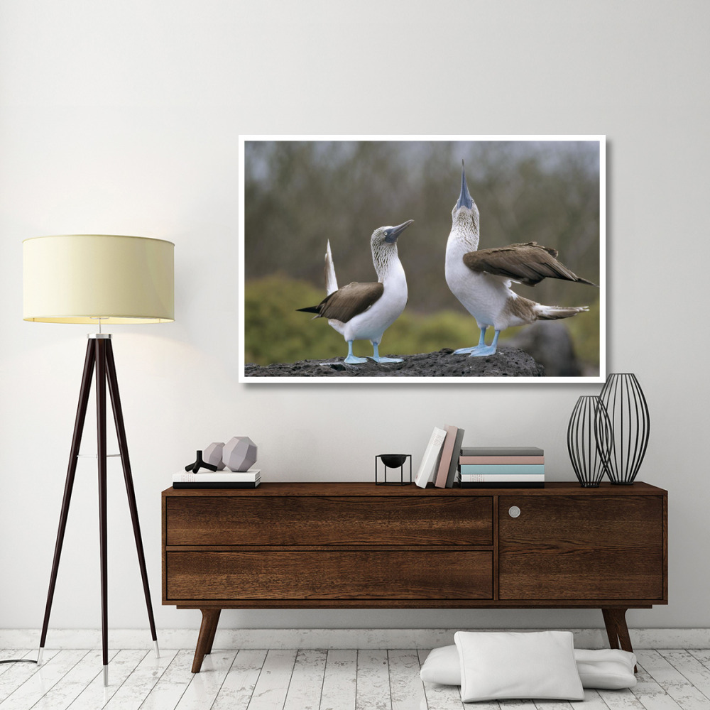 Blue-footed Booby pair in courtship dance, Galapagos Islands, Ecuador-Paper Art-62&quotx42"