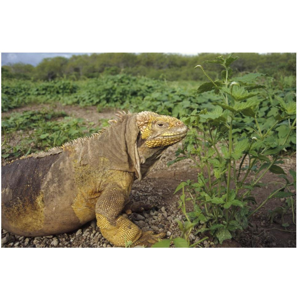 Galapagos Land Iguana male, Galapagos Islands, Ecuador-Paper Art-50&quotx34"