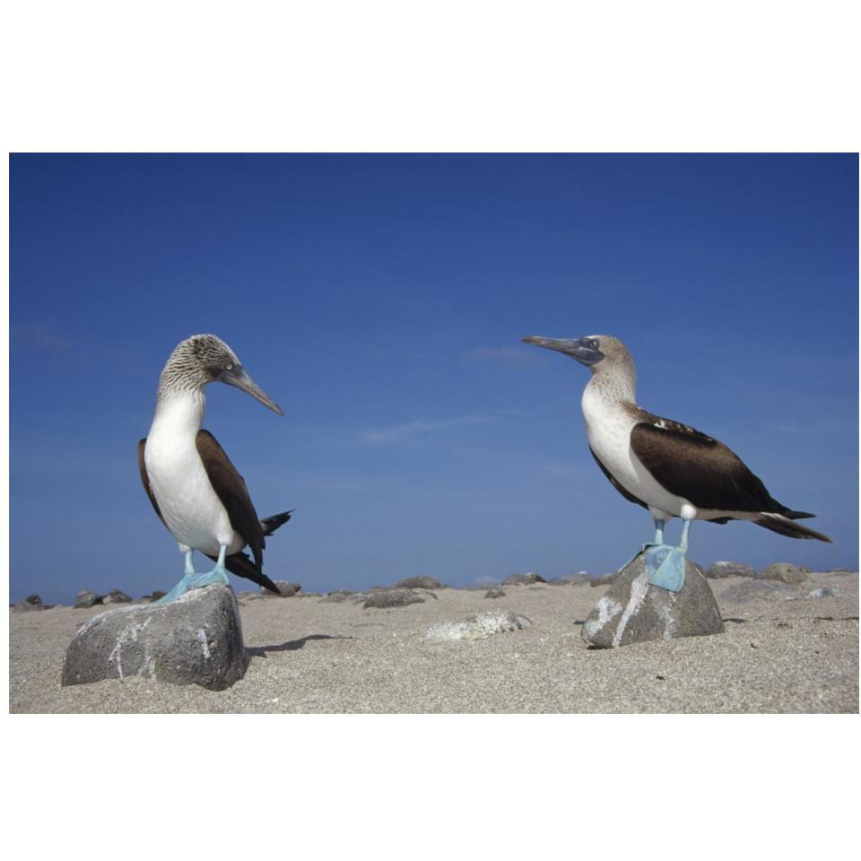 Blue-footed Booby pair, Galapagos Islands, Ecuador-Paper Art-20&quotx14"