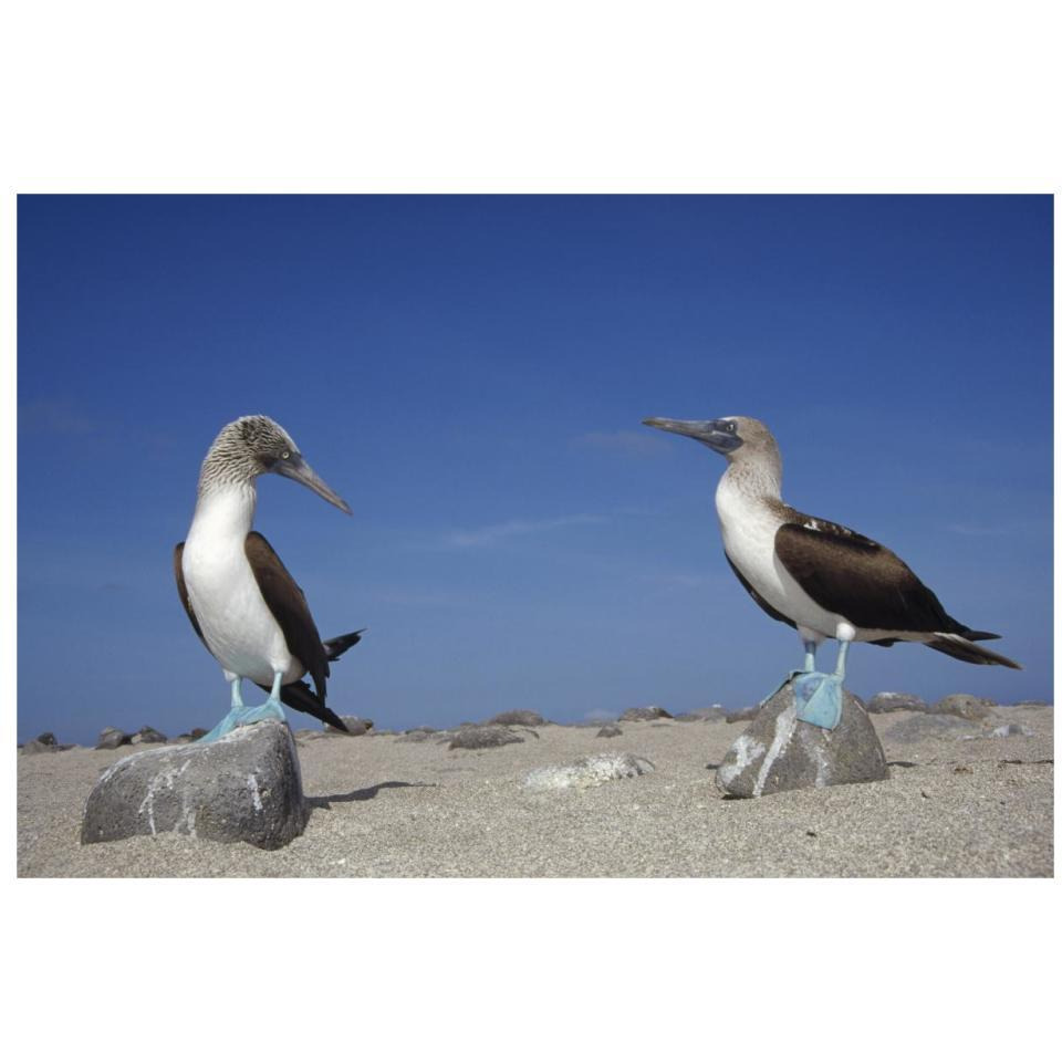 Blue-footed Booby pair, Galapagos Islands, Ecuador-Paper Art-32&quotx22"