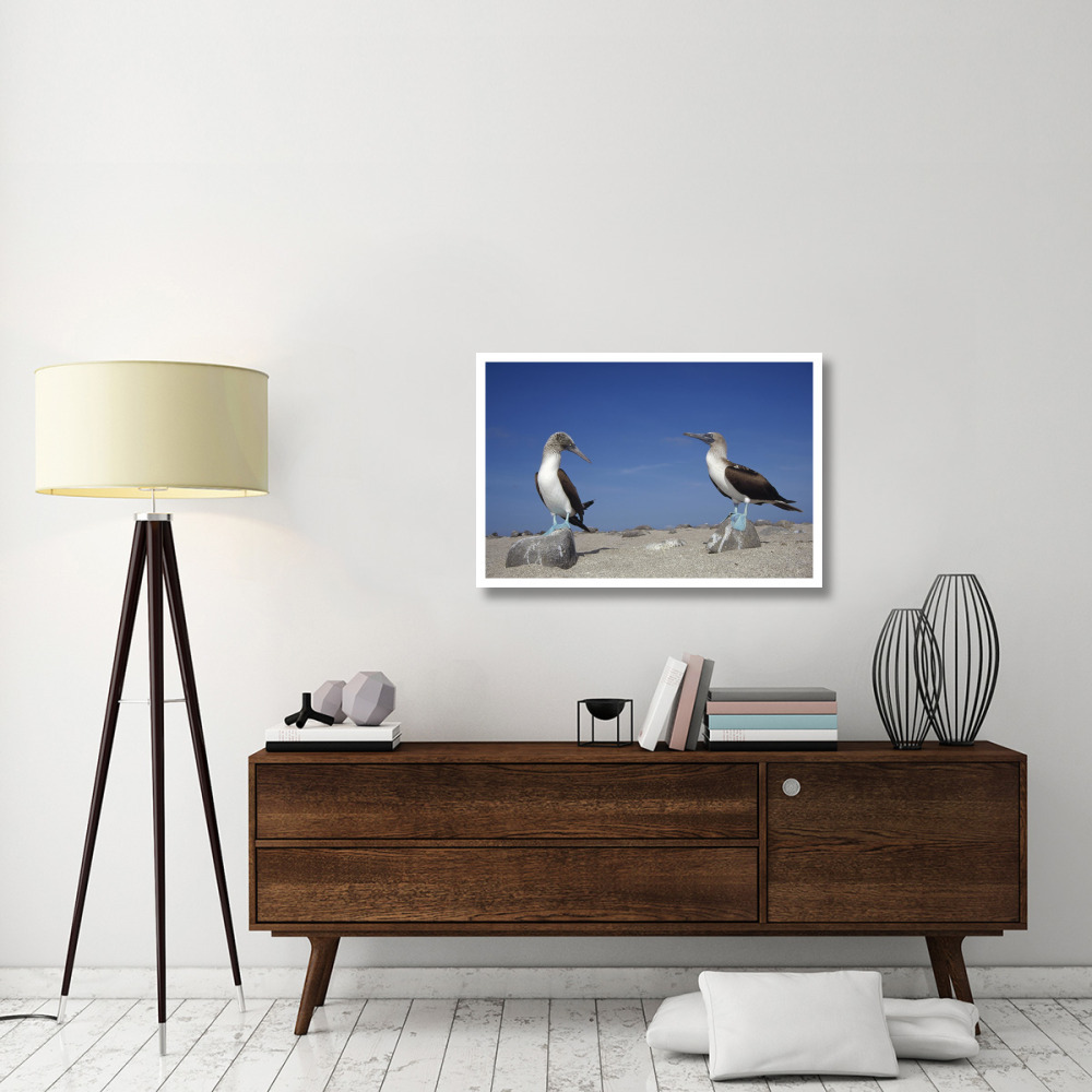 Blue-footed Booby pair, Galapagos Islands, Ecuador-Paper Art-38&quotx26"