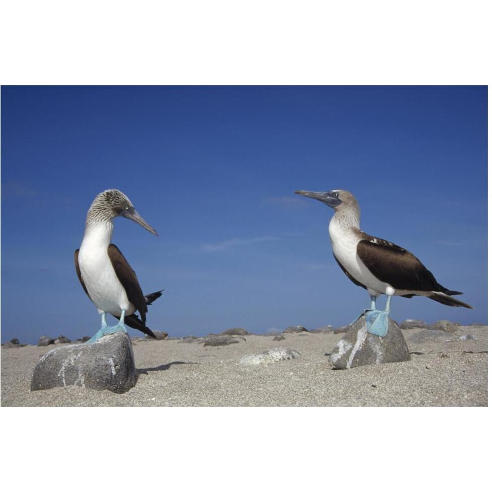 Blue-footed Booby pair, Galapagos Islands, Ecuador-Paper Art-62&quotx42"