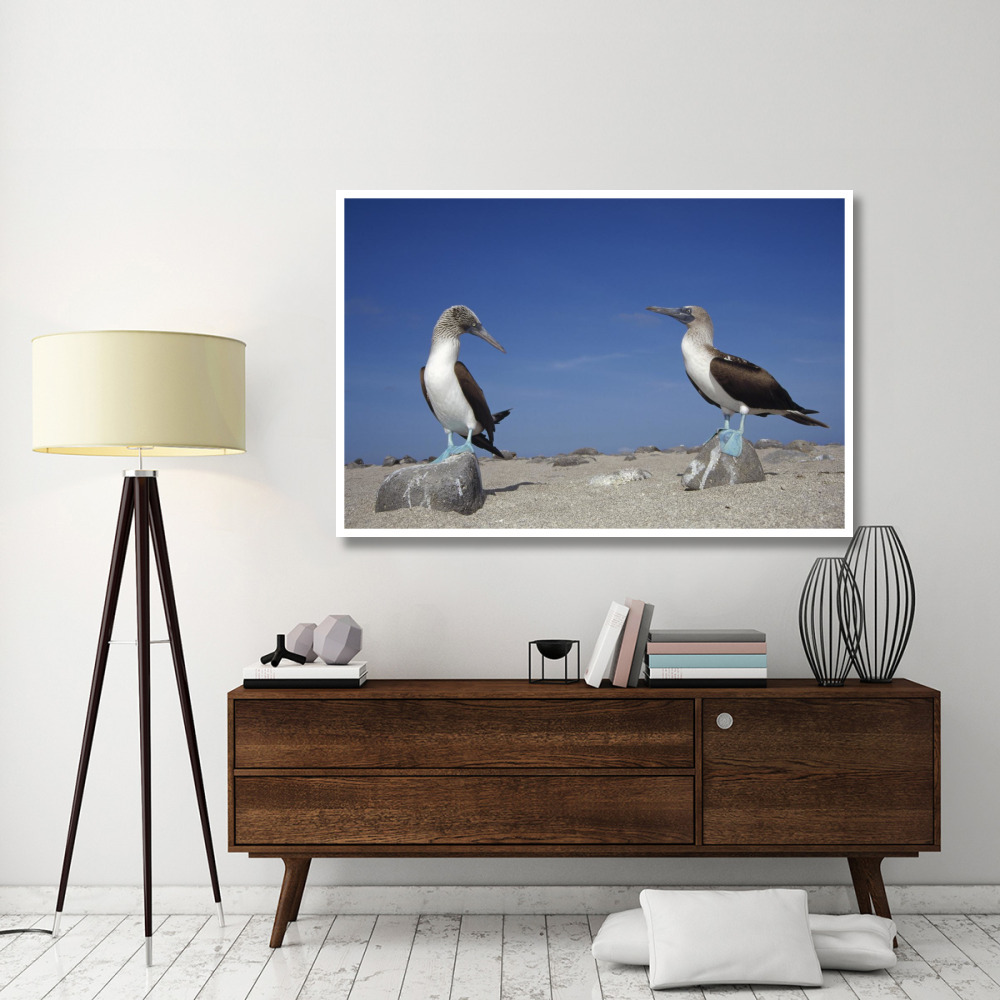 Blue-footed Booby pair, Galapagos Islands, Ecuador-Paper Art-62&quotx42"