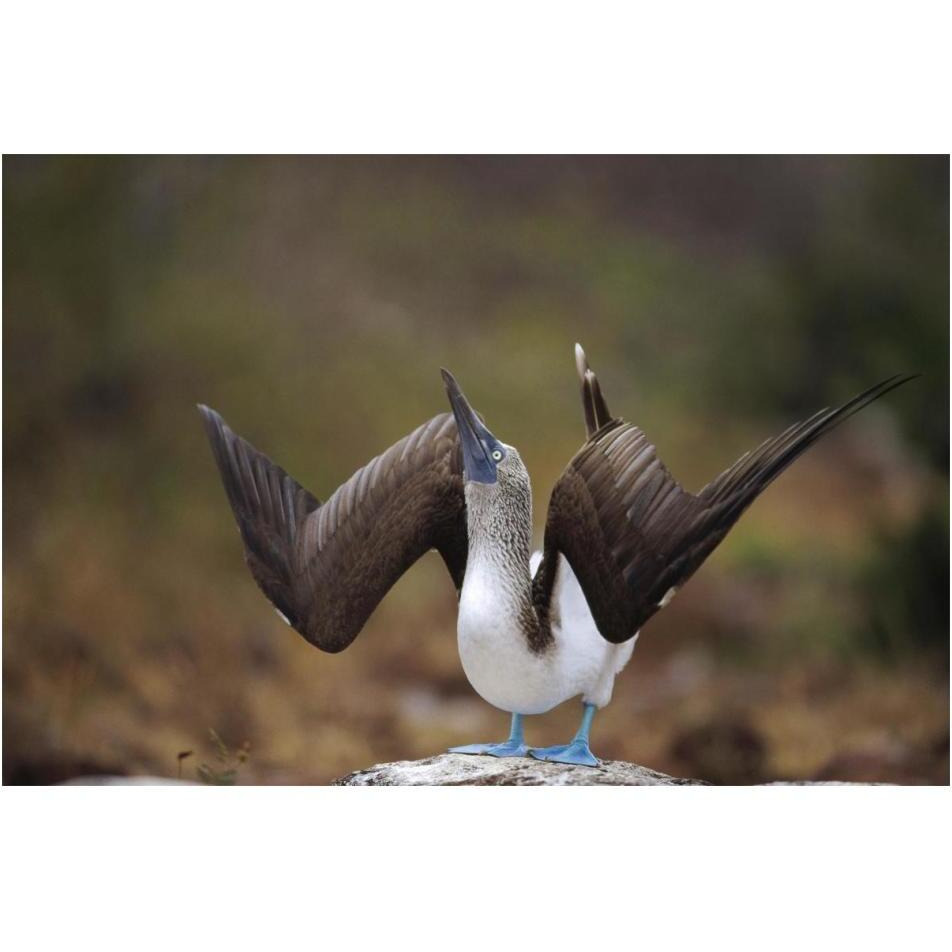 Blue-footed Booby sky pointing in courtship dance, Galapagos Islands-Paper Art-20&quotx14"