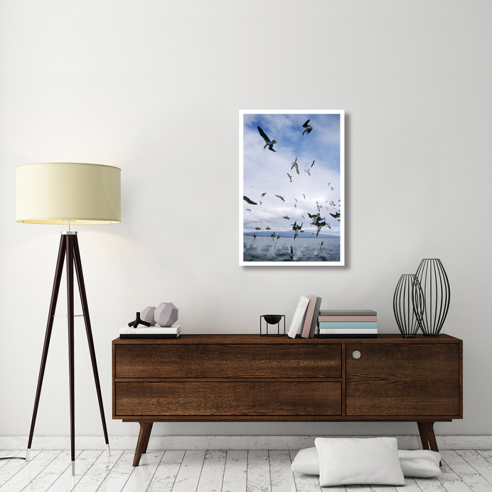 Blue-footed Booby diving for herring, Elizabeth Bay, Galapagos Islands-Paper Art-26&quotx38"