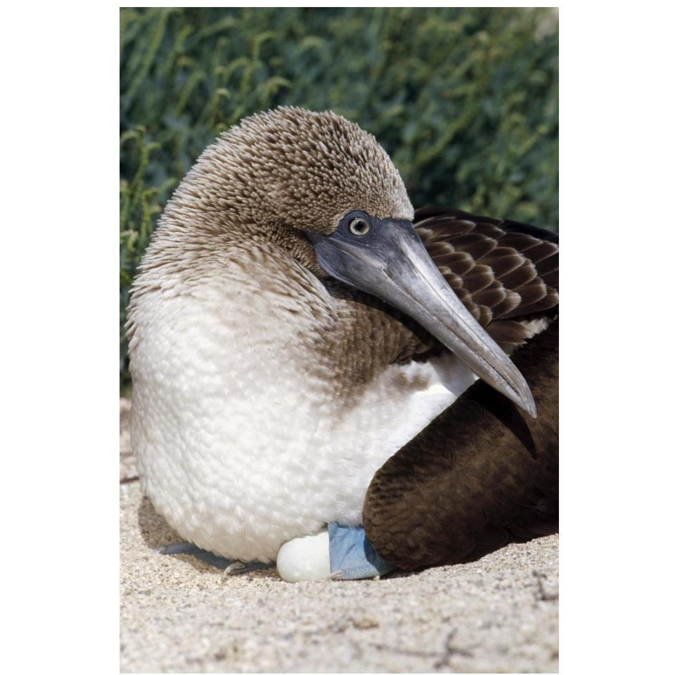 Blue-footed Booby female incubating eggs, Galapagos Islands, Ecuador-Paper Art-14&quotx20"