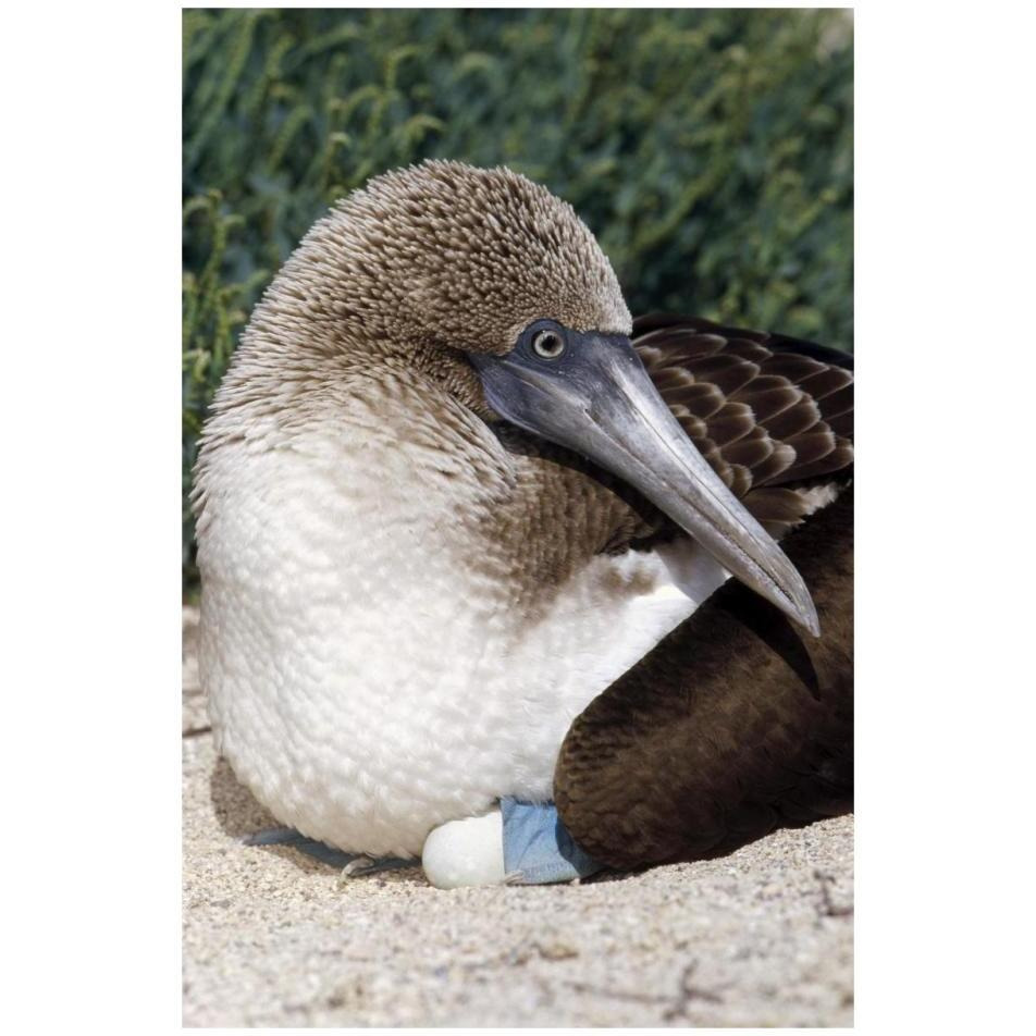 Blue-footed Booby female incubating eggs, Galapagos Islands, Ecuador-Paper Art-22&quotx32"