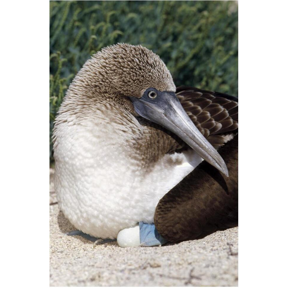 Blue-footed Booby female incubating eggs, Galapagos Islands, Ecuador-Paper Art-42&quotx62"