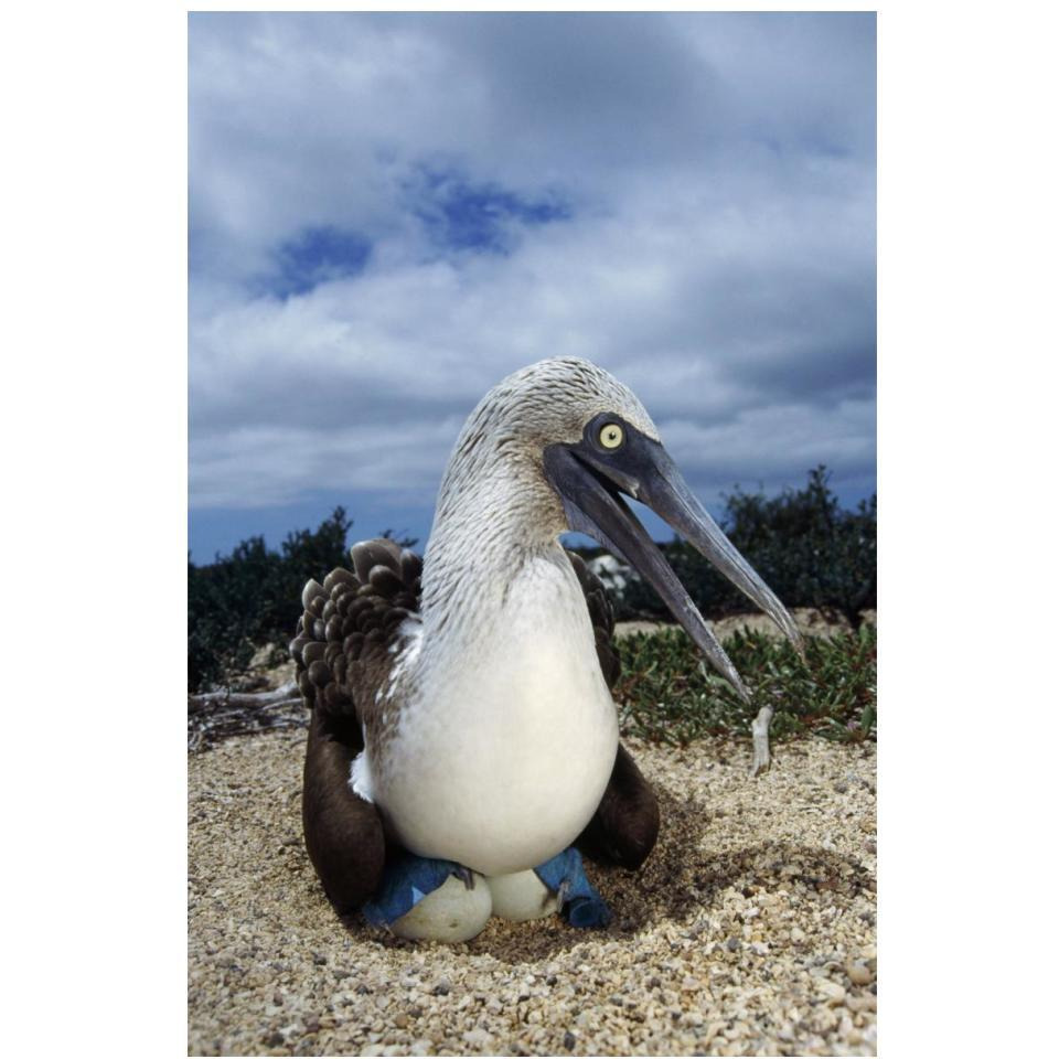 Blue-footed Booby male incubating eggs, Galapagos Islands-Paper Art-14&quotx20"