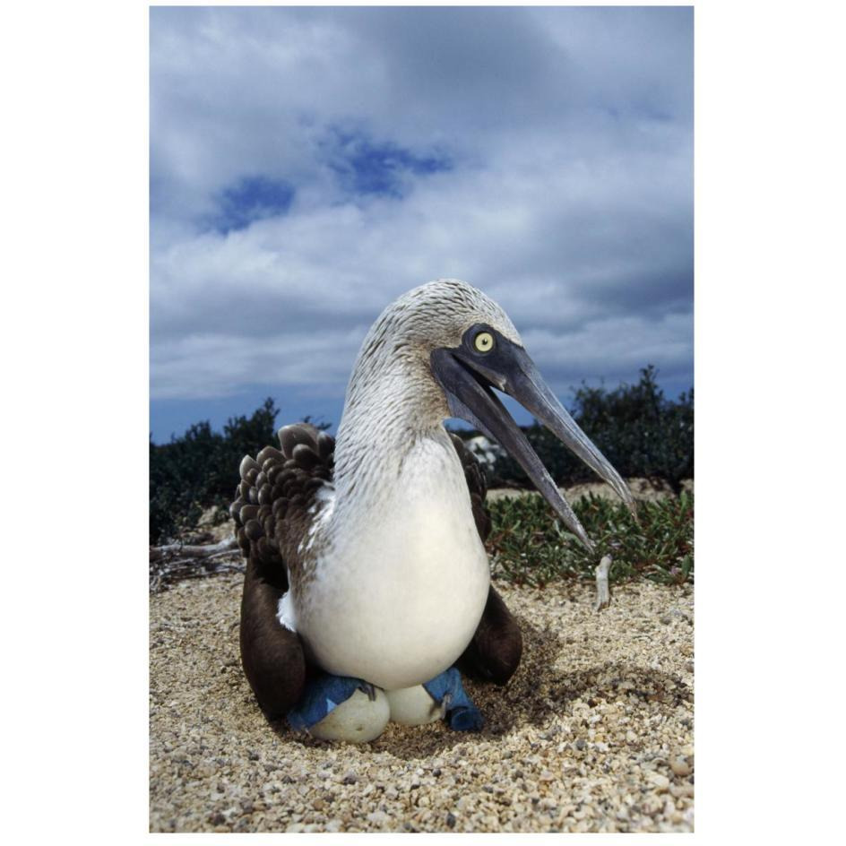 Blue-footed Booby male incubating eggs, Galapagos Islands-Paper Art-18&quotx26"