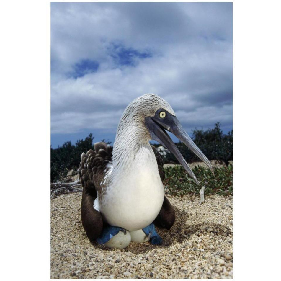 Blue-footed Booby male incubating eggs, Galapagos Islands-Paper Art-22&quotx32"