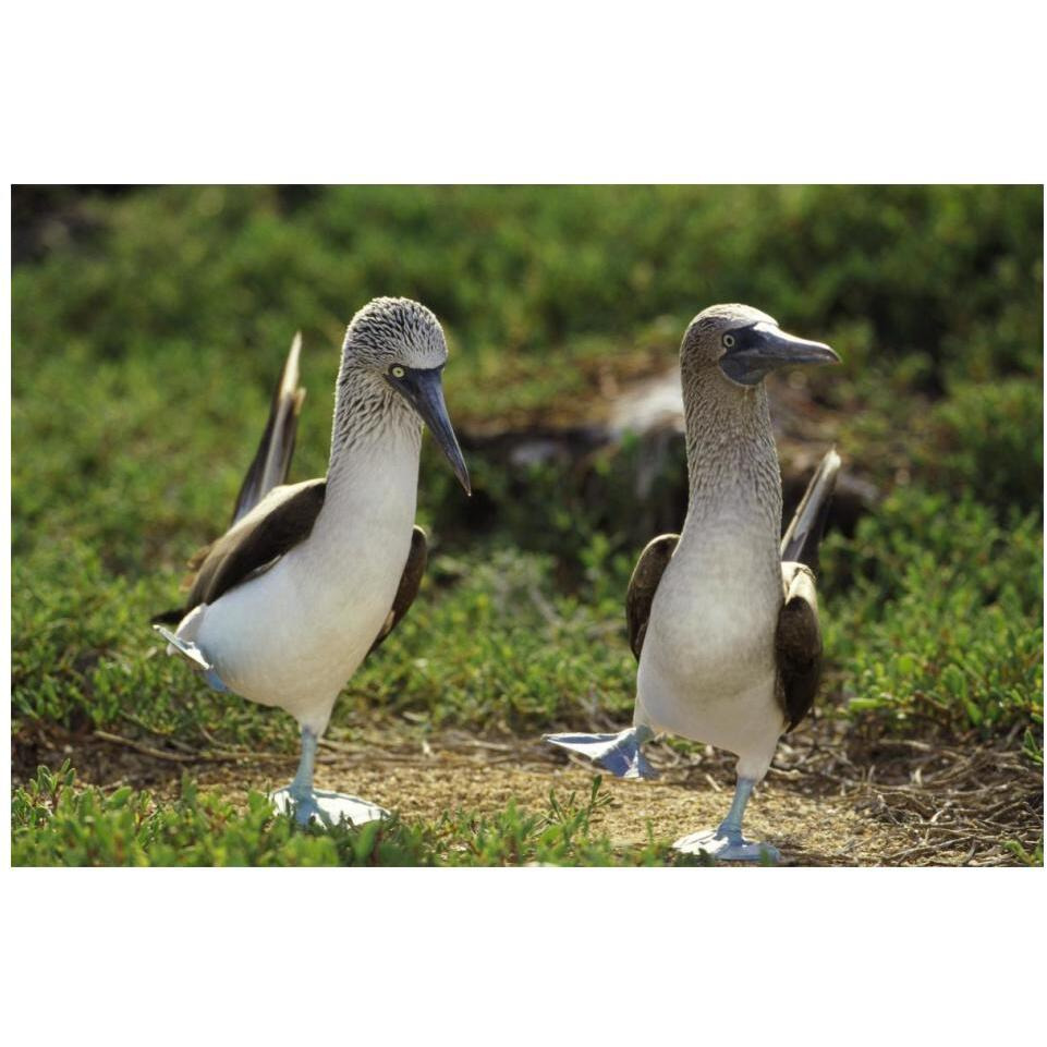 Blue-footed Booby pair in courtship dance, Galapagos Islands, Ecuador-Paper Art-20&quotx14"