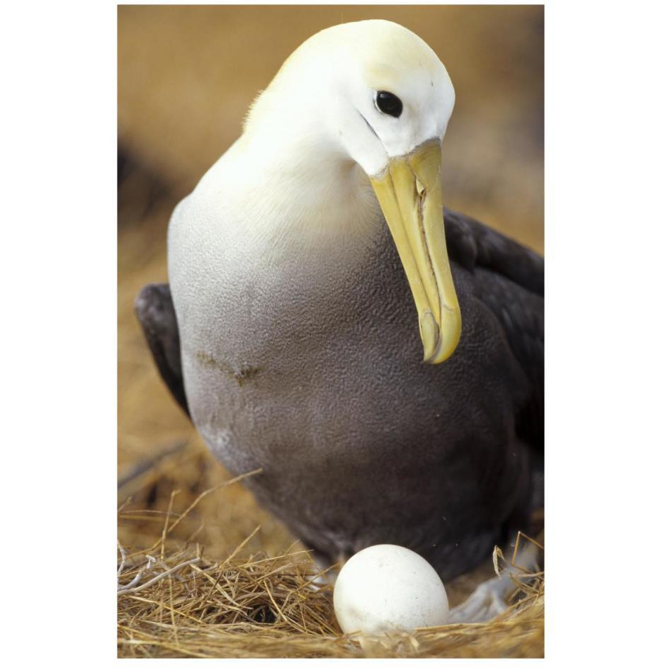 Waved Albatross incubating single egg, Galapagos Islands, Ecuador-Paper Art-18&quotx26"