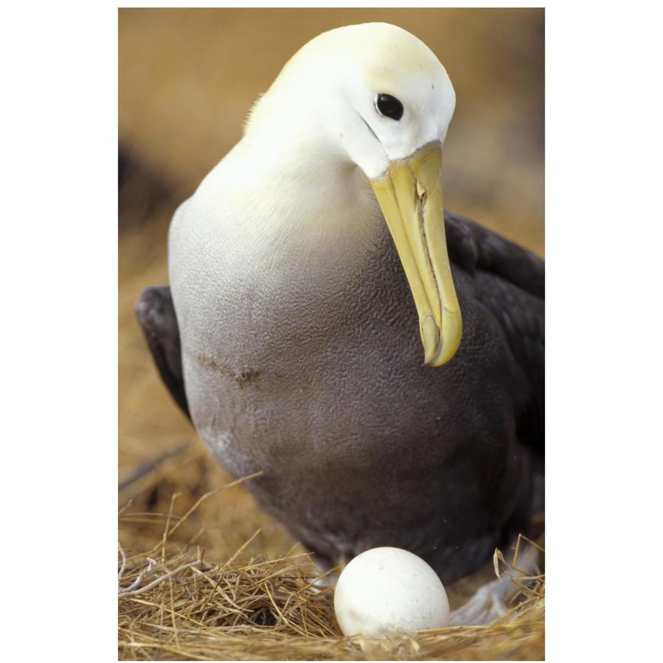 Waved Albatross incubating single egg, Galapagos Islands, Ecuador-Paper Art-26&quotx38"