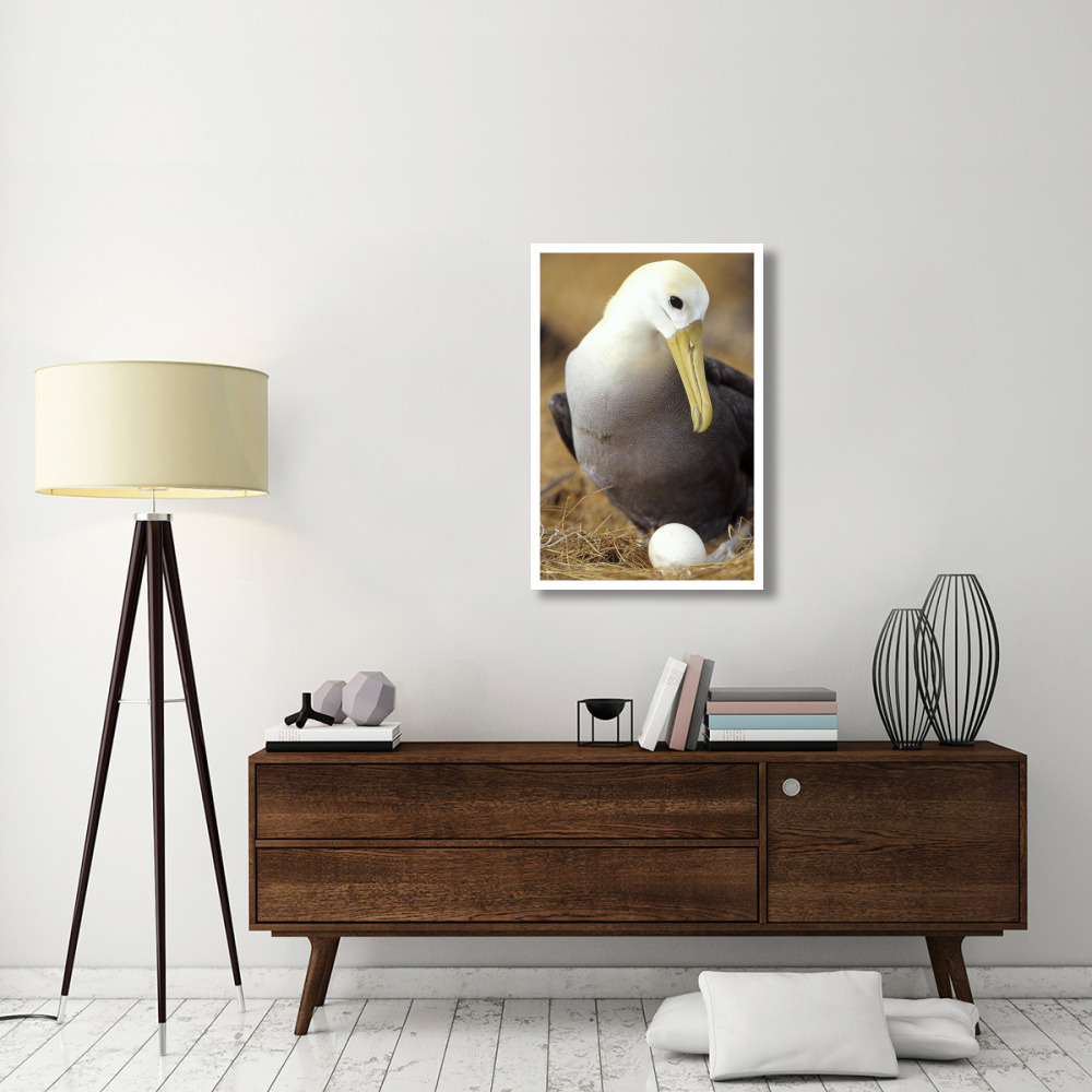 Waved Albatross incubating single egg, Galapagos Islands, Ecuador-Paper Art-26&quotx38"