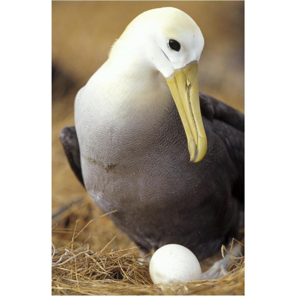 Waved Albatross incubating single egg, Galapagos Islands, Ecuador-Paper Art-42&quotx62"