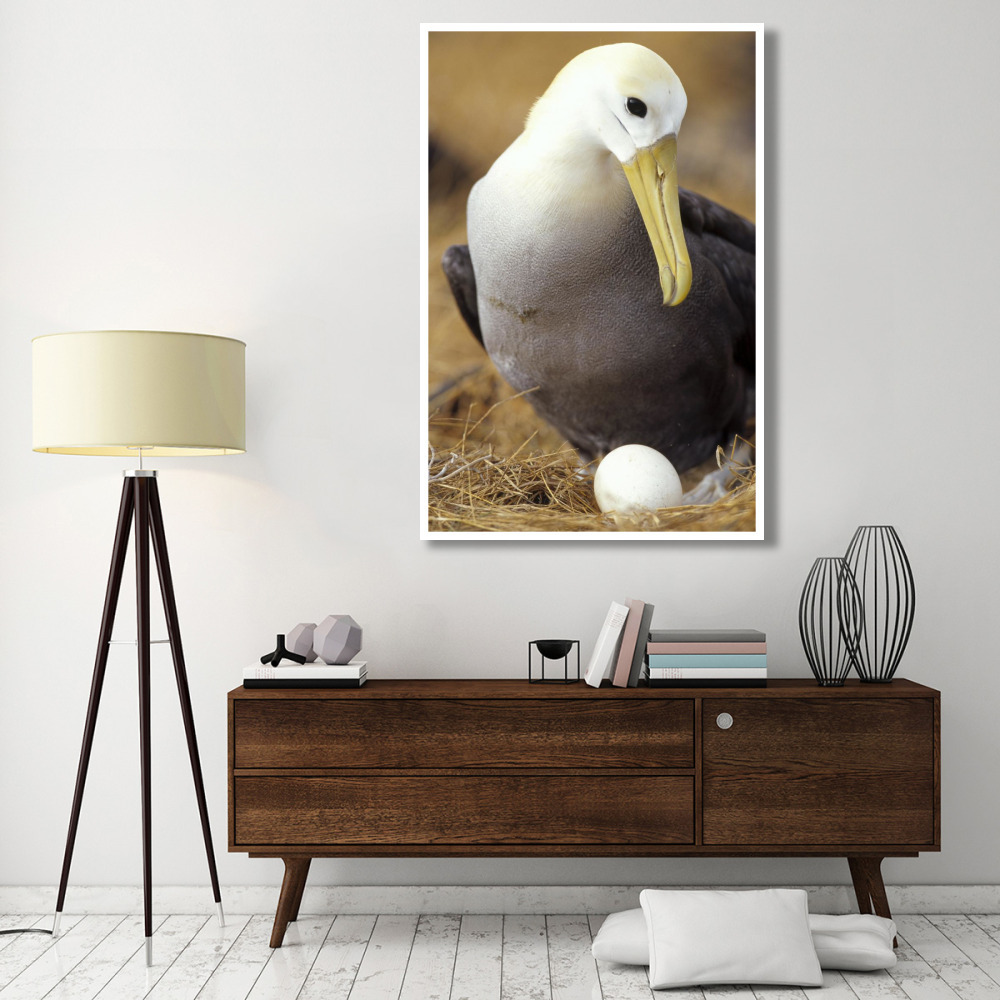 Waved Albatross incubating single egg, Galapagos Islands, Ecuador-Paper Art-42&quotx62"