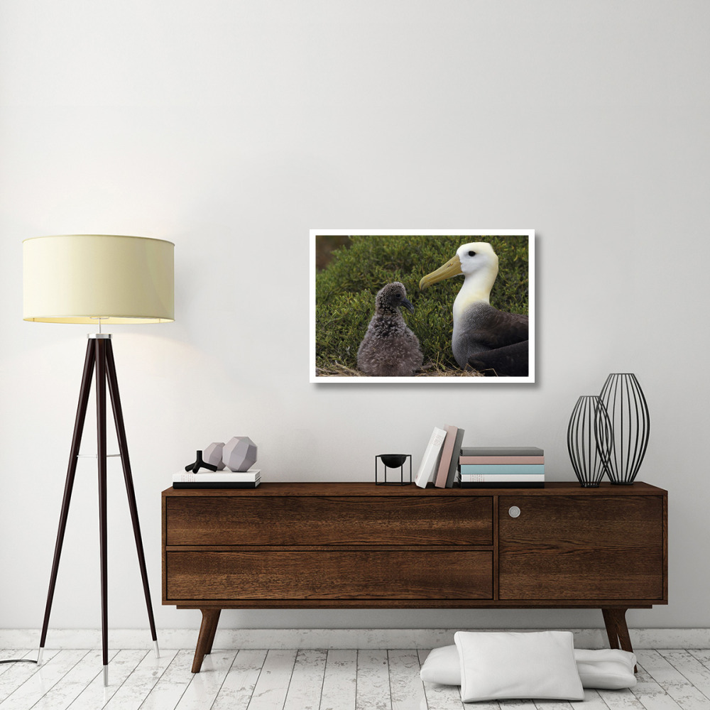 Waved Albatross guarding young chick, Galapagos Islands, Ecuador-Paper Art-38&quotx26"