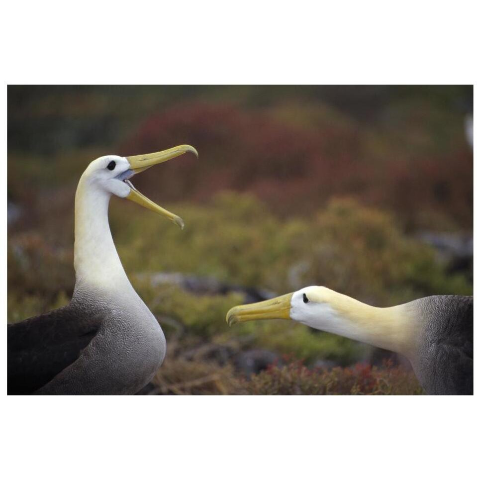 Waved Albatross courtship display sequence, Galapagos Islands, Ecuador-Paper Art-32&quotx22"