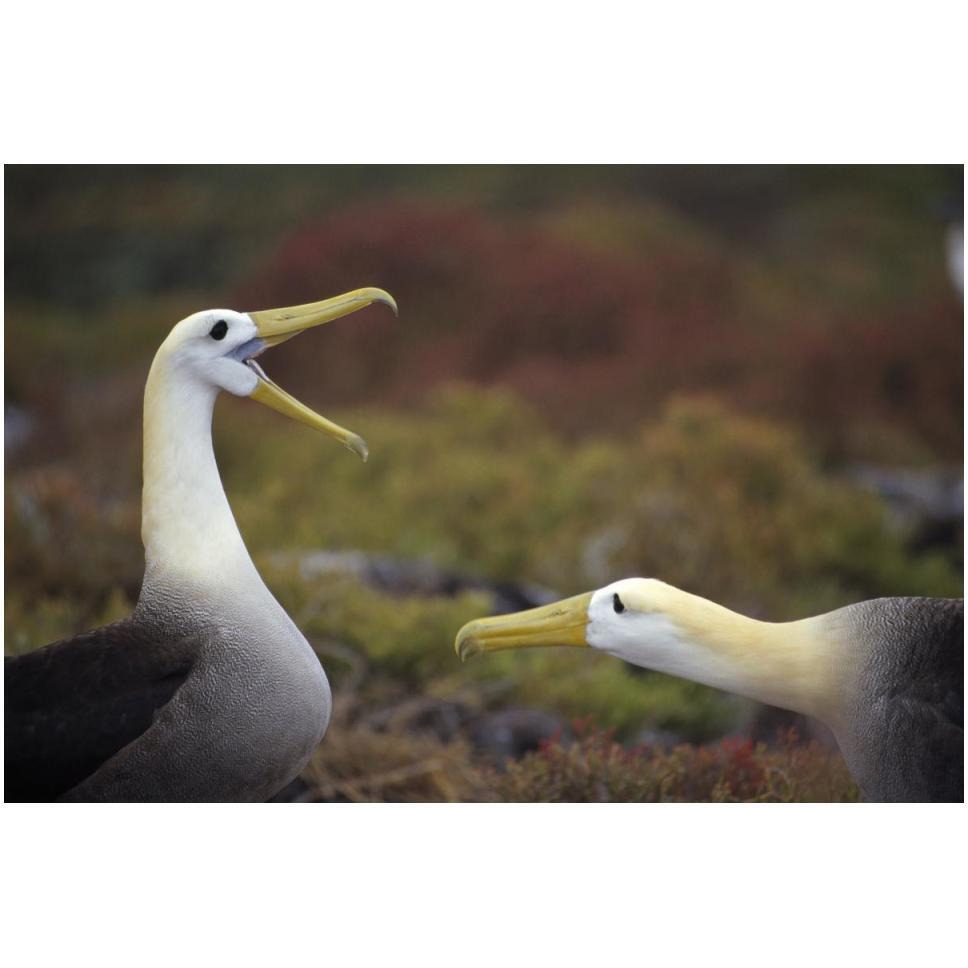 Waved Albatross courtship display sequence, Galapagos Islands, Ecuador-Paper Art-50&quotx34"