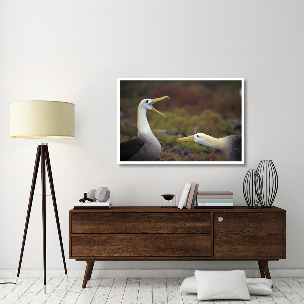 Waved Albatross courtship display sequence, Galapagos Islands, Ecuador-Paper Art-50&quotx34"