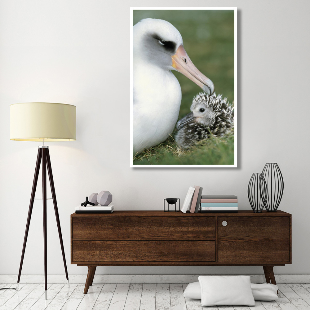 Laysan Albatross parent guarding young chick, Midway Atoll, Hawaii-Paper Art-42&quotx62"