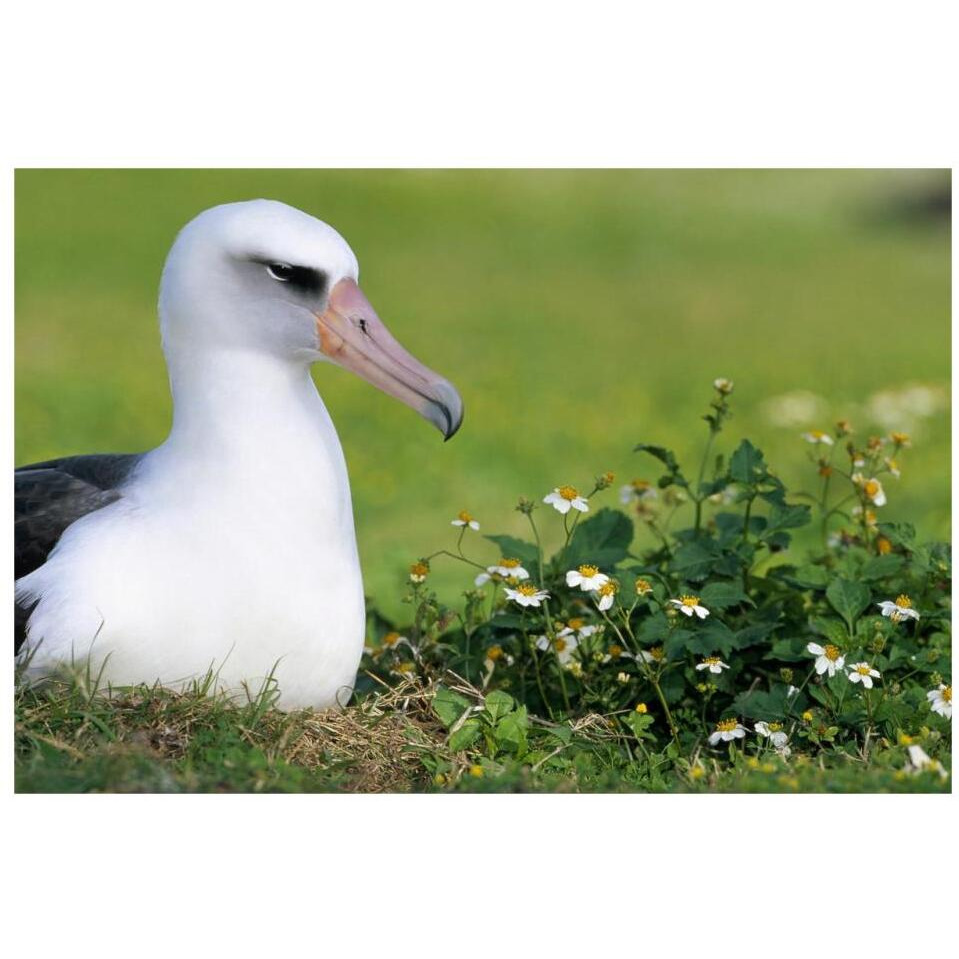 Laysan Albatross nesting among introduced weeds, Midway Atoll, Hawaii-Paper Art-32&quotx22"