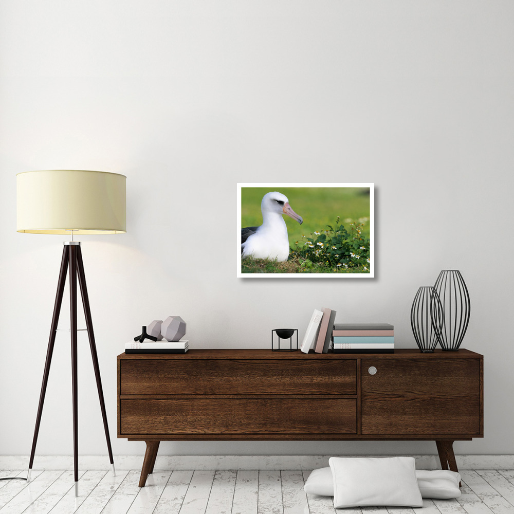 Laysan Albatross nesting among introduced weeds, Midway Atoll, Hawaii-Paper Art-32&quotx22"