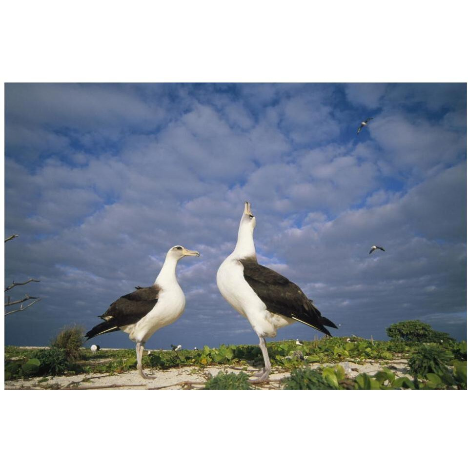 Laysan Albatross courtship dance, Midway Atoll, Hawaii-Paper Art-20&quotx14"