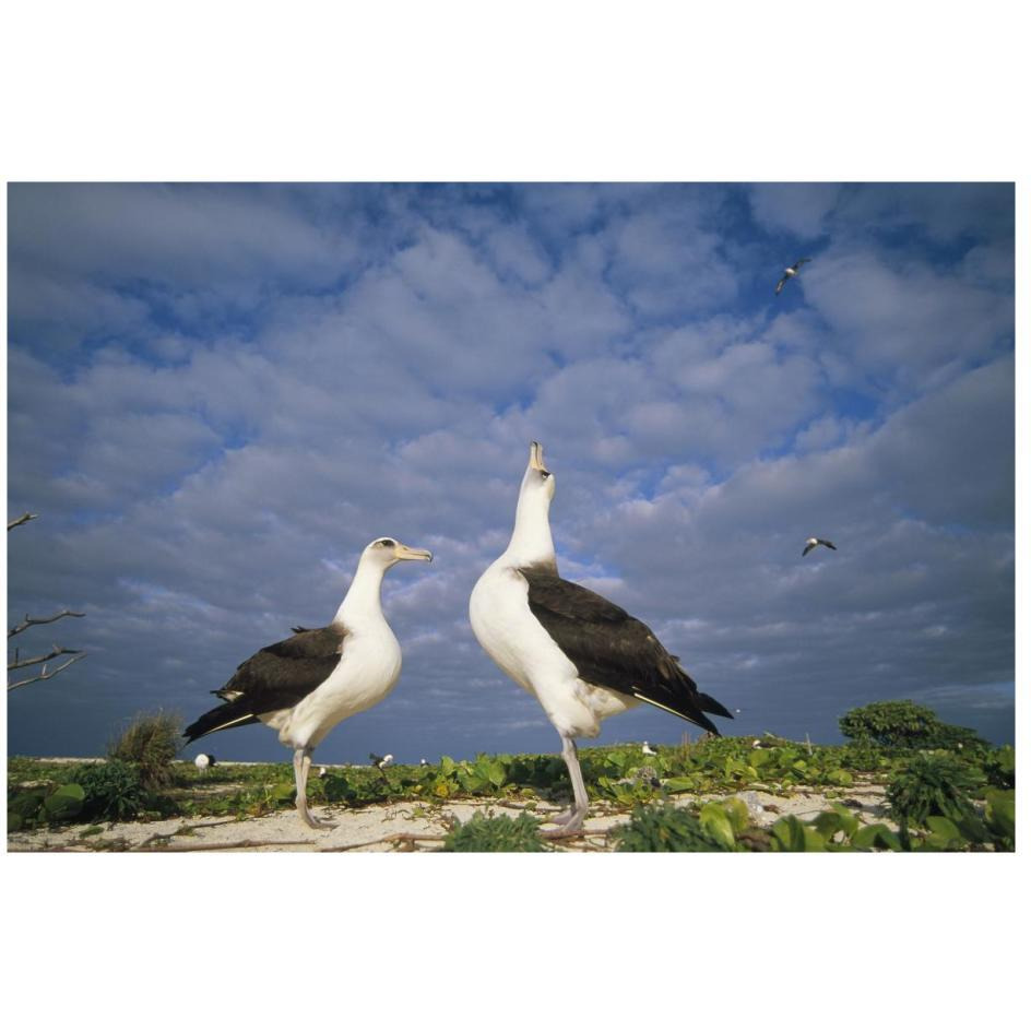 Laysan Albatross courtship dance, Midway Atoll, Hawaii-Paper Art-26&quotx18"