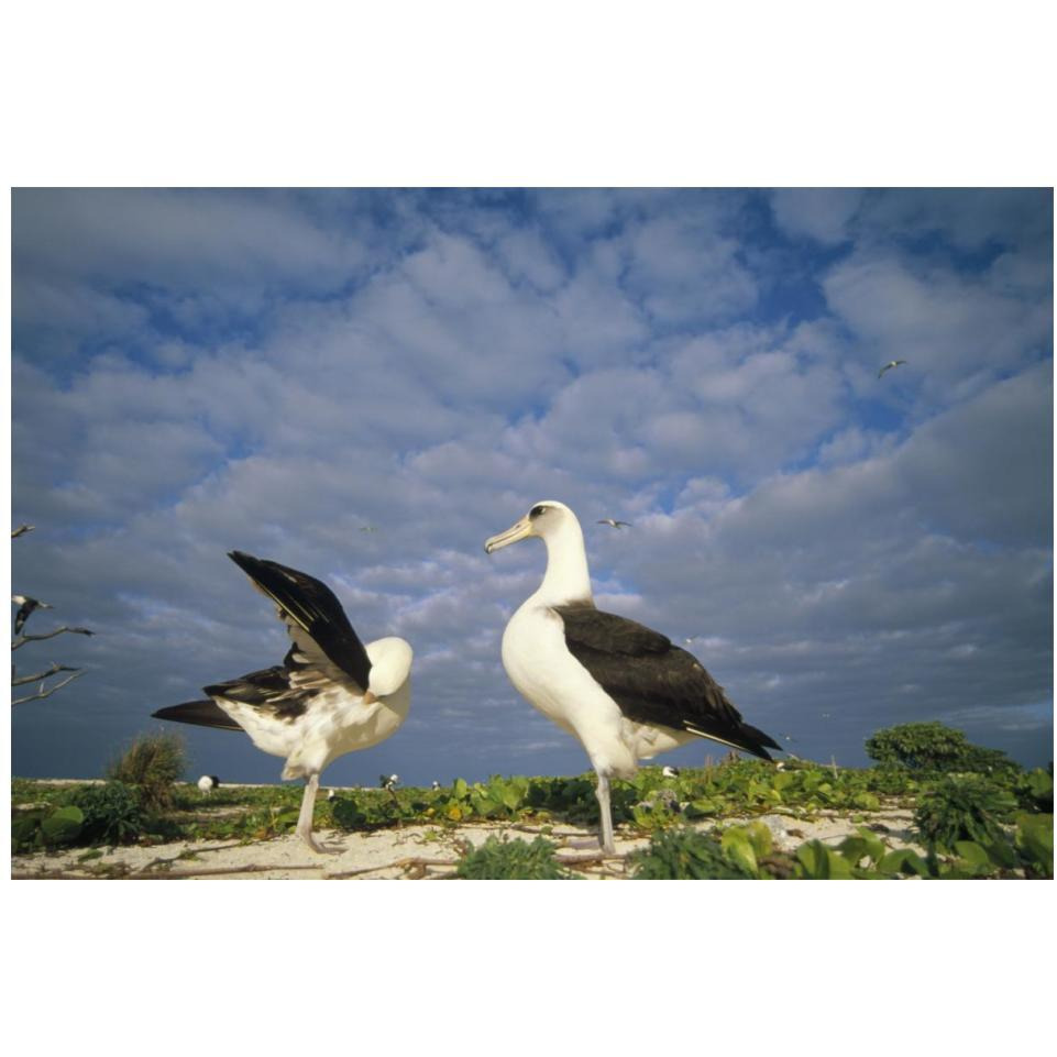 Laysan Albatross courtship dance, Midway Atoll, Hawaii-Paper Art-20&quotx14"