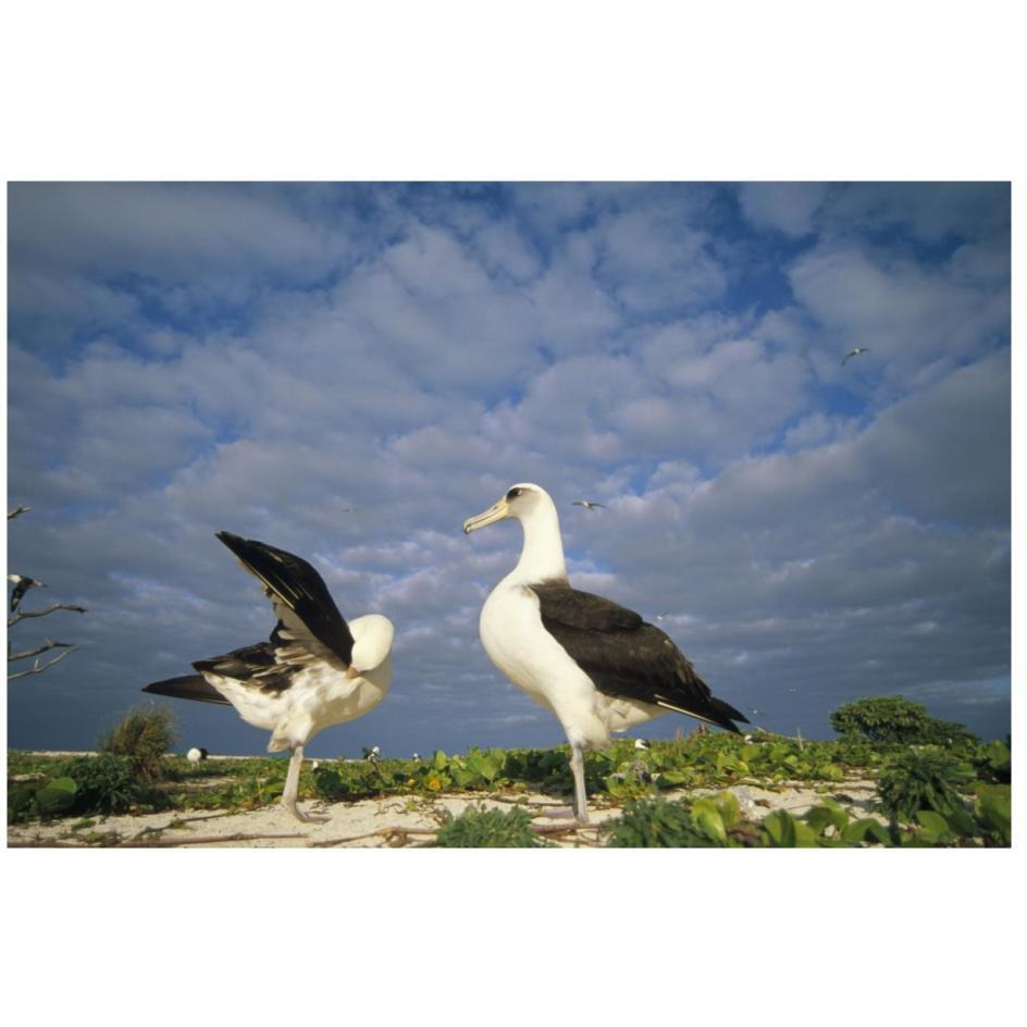 Laysan Albatross courtship dance, Midway Atoll, Hawaii-Paper Art-26&quotx18"