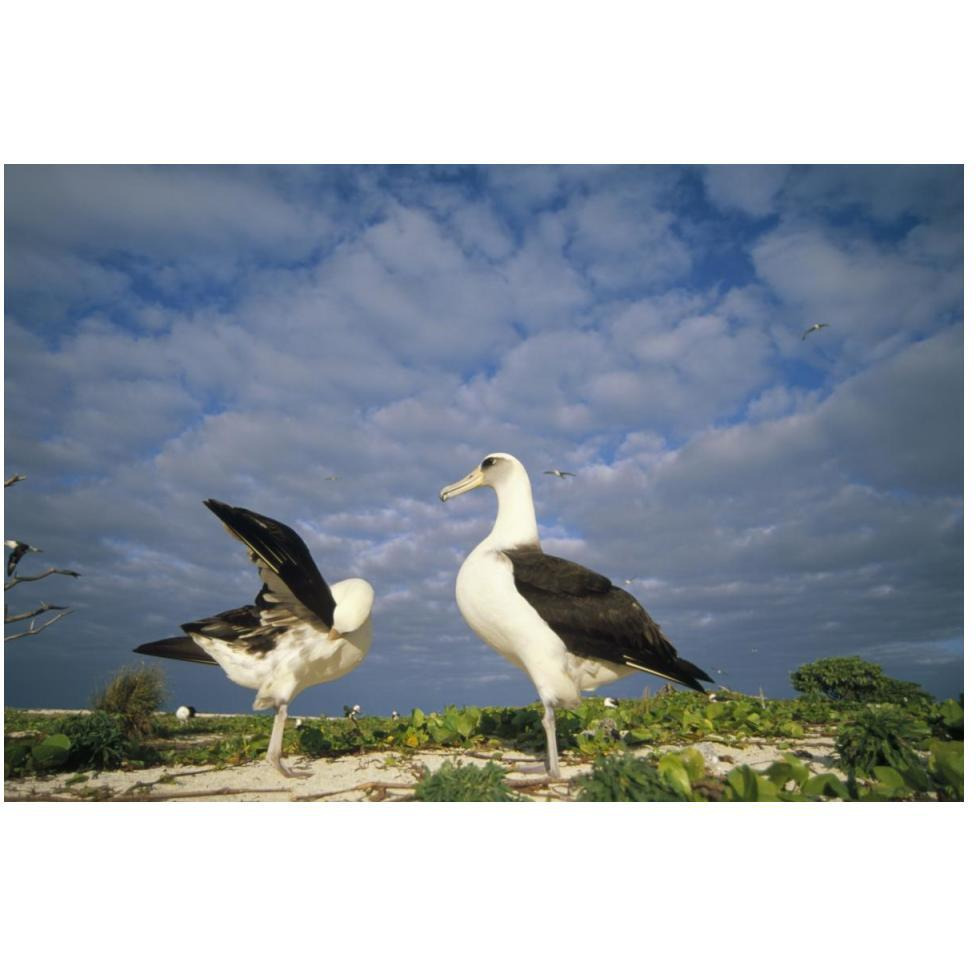 Laysan Albatross courtship dance, Midway Atoll, Hawaii-Paper Art-50&quotx34"