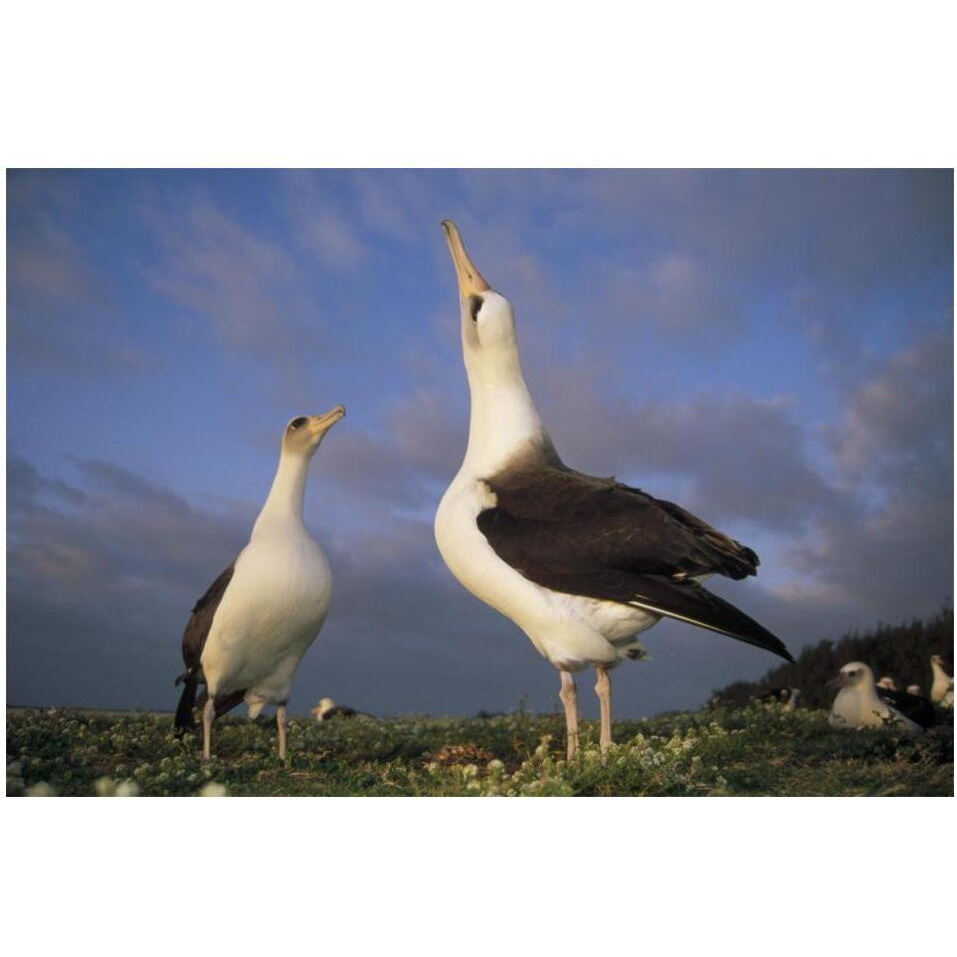 Laysan Albatross courtship dance, Midway Atoll, Hawaii-Paper Art-20&quotx14"