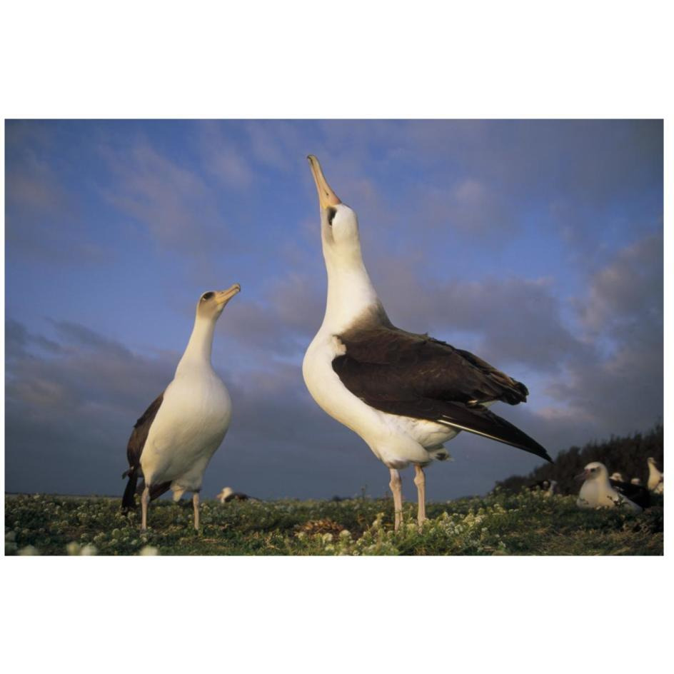 Laysan Albatross courtship dance, Midway Atoll, Hawaii-Paper Art-26&quotx18"