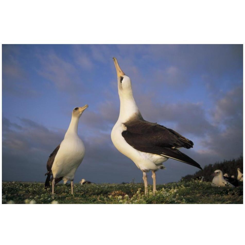 Laysan Albatross courtship dance, Midway Atoll, Hawaii-Paper Art-32&quotx22"