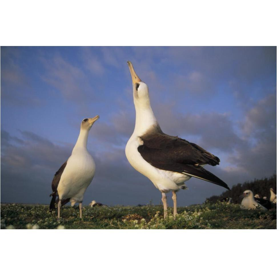 Laysan Albatross courtship dance, Midway Atoll, Hawaii-Paper Art-62&quotx42"